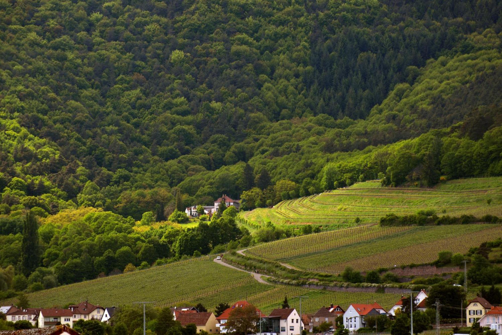 Sankt Annagut Burrweiler Exterior foto